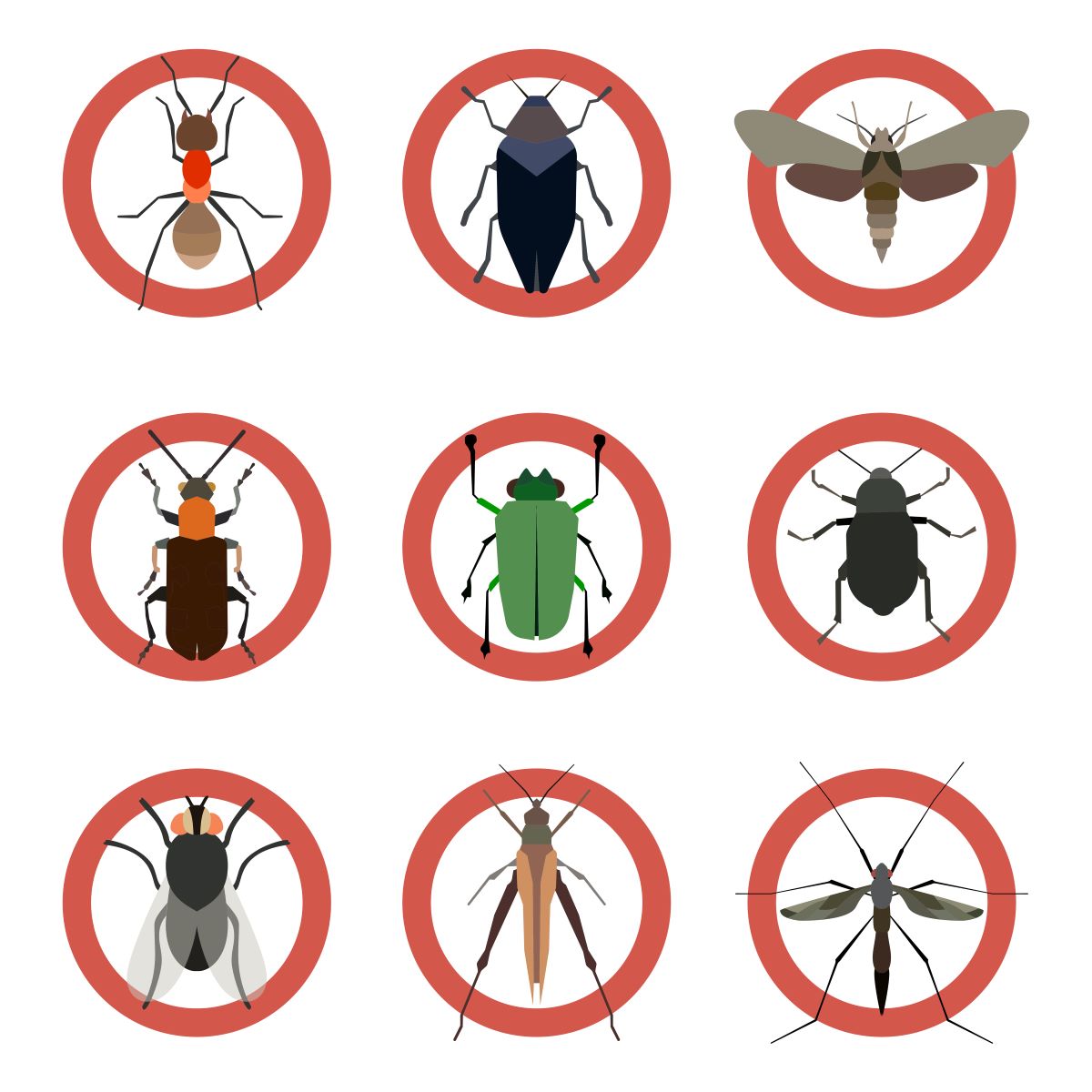 Vários insectos