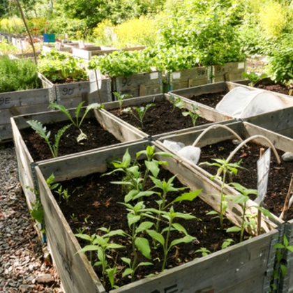 vegetable garden - Sprinkler System Repair and Maintenance