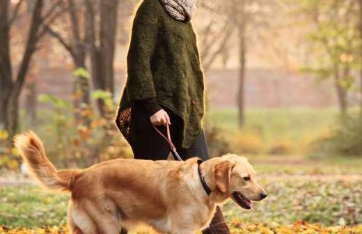 Dog Walking - Defensiva
