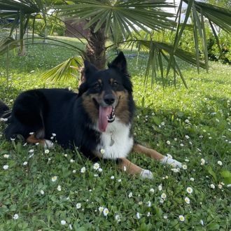 Anna - Haustierbetreuung und Tierpension - Braunau am Inn