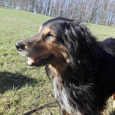 Wattebällchen - Hundetraining - Lilienfeld