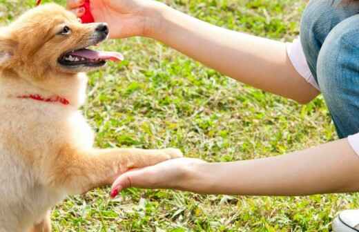 Hundetraining - Betreuung und Training - Gegenüber