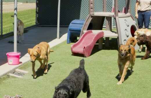 Hundetagesstätte (Hundesitter) - Kindercare