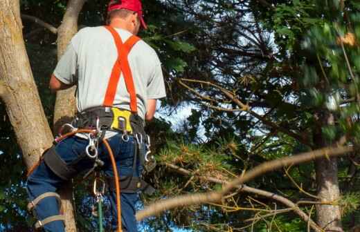 Tree Trimming and Maintenance - Raking