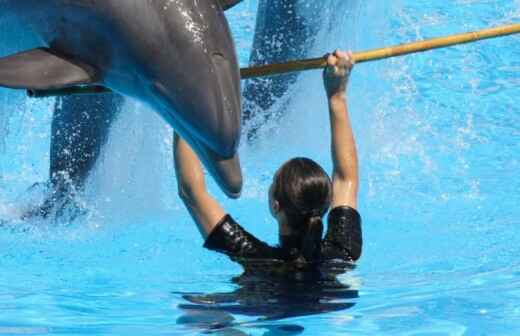 Animal Show Entertainment - Dolphin