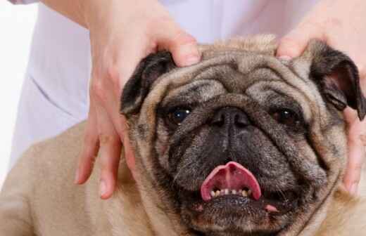 Pet Massage - Armadale