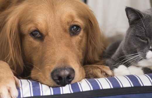 Pet Photography - Yarrabah