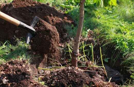 Tree Planting - Grinding