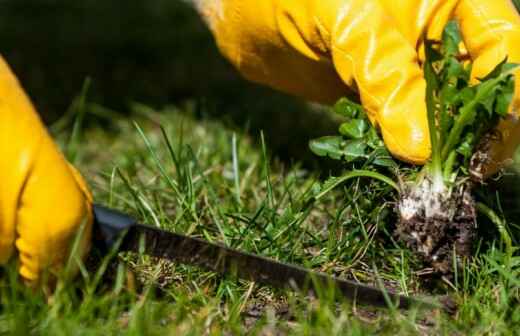 Weeding - cessnock