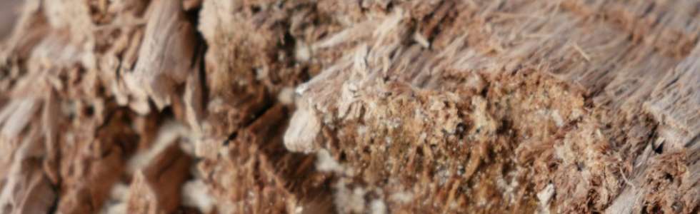 Termite Corp - Fixando