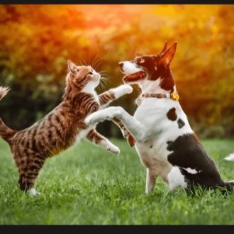 PAWS N DEE - Fixando Canada
