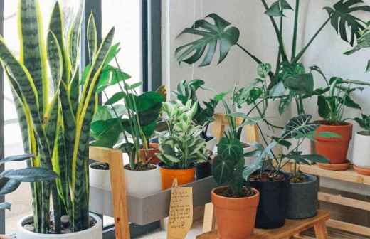 Plant Sitting