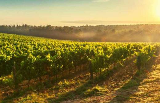 Baumschnitt und Grundstückspflege - Weinfelden