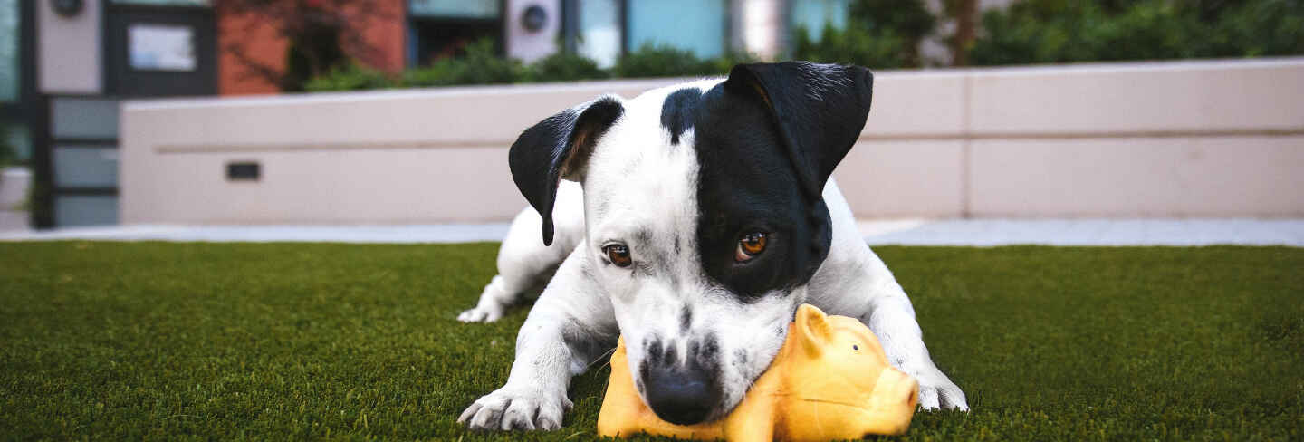 How much does Pet Care and Grooming in Seedorf cost? Prices start