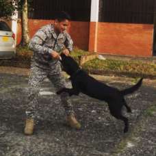 Adiestramiento canino Educ - Fixando Chile