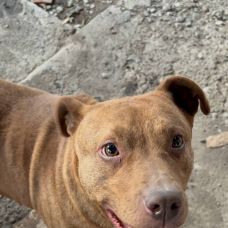 Perrycat - Fixando Chile