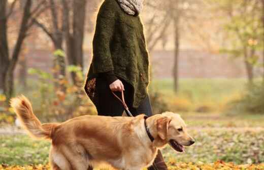 Paseador de perros - Entrenar