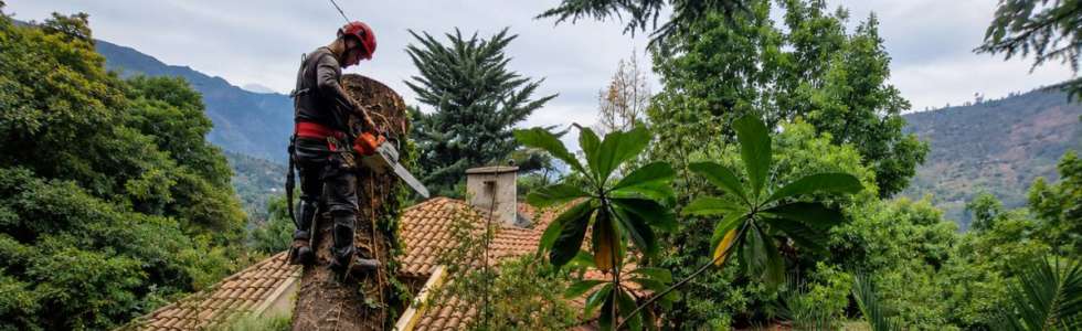 MB Arboristas Chile - Fixando