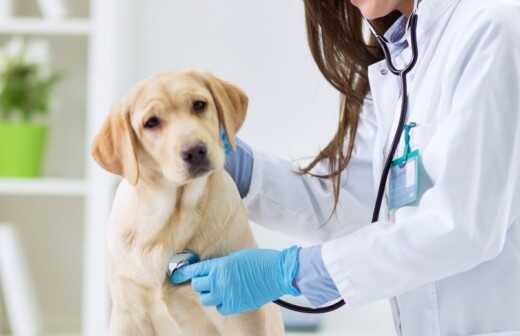Tierarzt - Krankheit