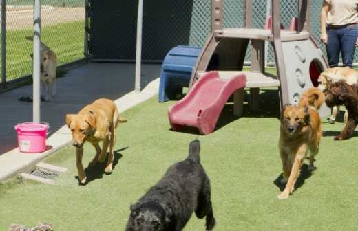 Hundetagesstätte (Hundesitter) - Kinderbetreuung