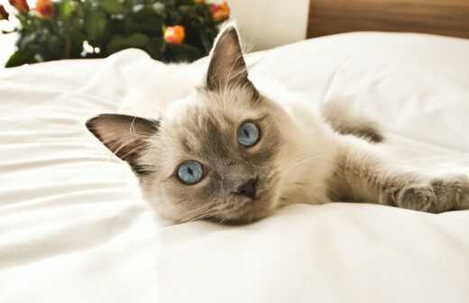 Hospedaje de gatos - Cuidado De Niños