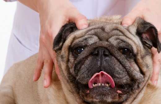 Tierphysiotherapie - Haustiere - Pflege