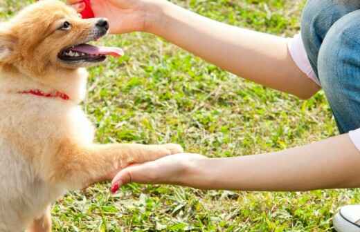 Adiestramiento de perros - Clases privadas - Nagua
