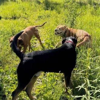 Personal Dog Walker BCN - Cuidados y paseos de mascotas - Sort