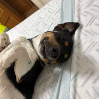 DesiréeBonilla O. - Adiestramiento de perros - Clases privadas