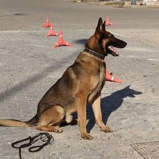 Ismael - Adiestramiento de perros - Granada