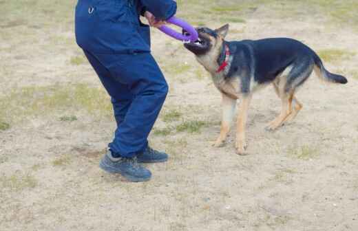 Modificación del comportamiento animal - Adiestramiento de perros