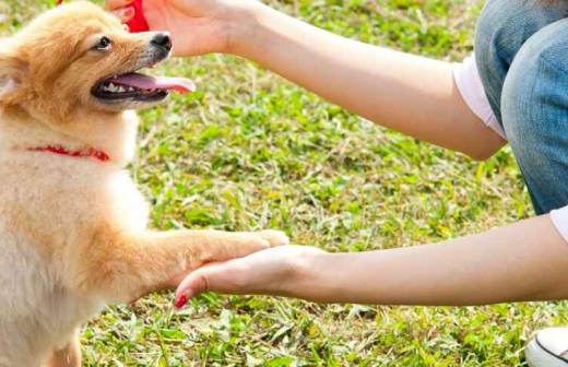 Adiestramiento de perros