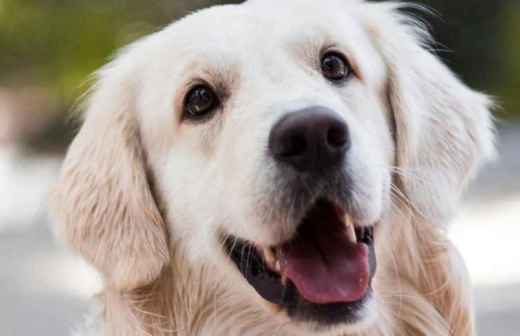 ¿Cuál es el precio de servicios para Mascotas en Benidorm? Fixando