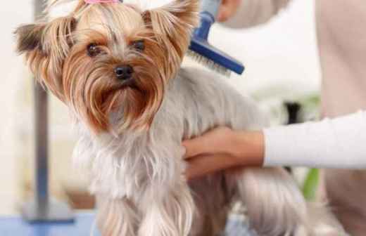 Baths and Grooming for Animals - Lunging