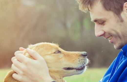Cuidar tus perros - Palafrenero