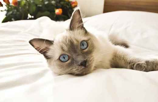 Hotel for Cats - Chauffeur