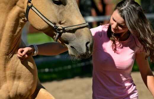 Animal Training and Behavior Modification (Non-canine) - Horsemanship