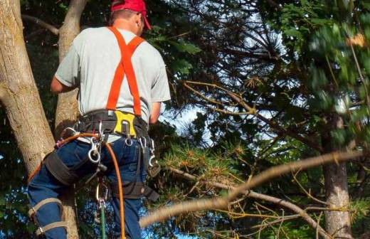 Tree Trimming and Maintenance - Bush