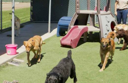 Dog Daycare - Dog Training