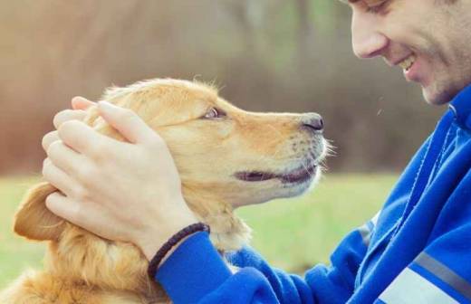 Pet Sitting - Collar