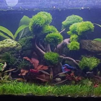 Jordan’s aquascaping and tank maintenance - Repair and Tech Support - Other Equipments - Horowhenua