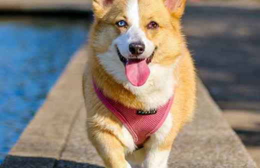 Animal Behavior Modification