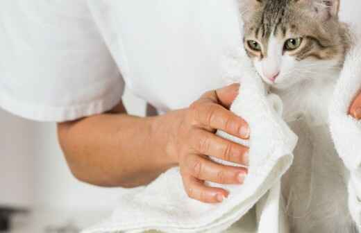Cat Grooming - Brushing