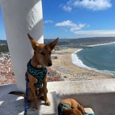 Anabela - Treino de Cães - Braga
