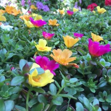 Hugo Santos - Jardinagem e Relvados - Porto