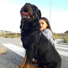 Solange Alexandra Batista Nunes - Creche para Cães - Queluz e Belas