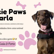 Cookie Paws by Carla - Pet Sitting e Pet Walking - Porto