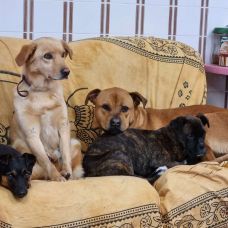Amiga dos Pets - Hotel para Cães - Mafamude e Vilar do Paraíso