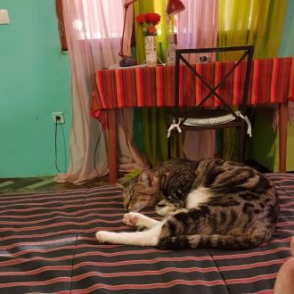 Pedro Santos - Reiki - Arganil