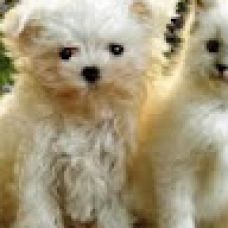 Gomes L. - Mudanças